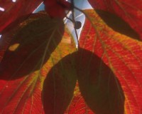 dogwood leaves -fall.jpg